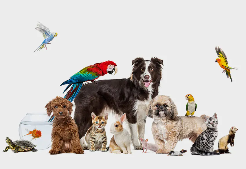 Alimentos y suministros para mascotas